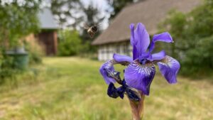 Biene im Landeanflug auf eine lila Blüte vor dem Eichhof Cottage