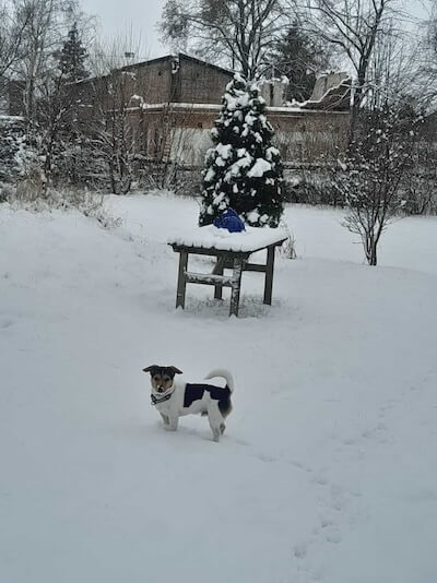 Hund Pepe liebt den Schnee