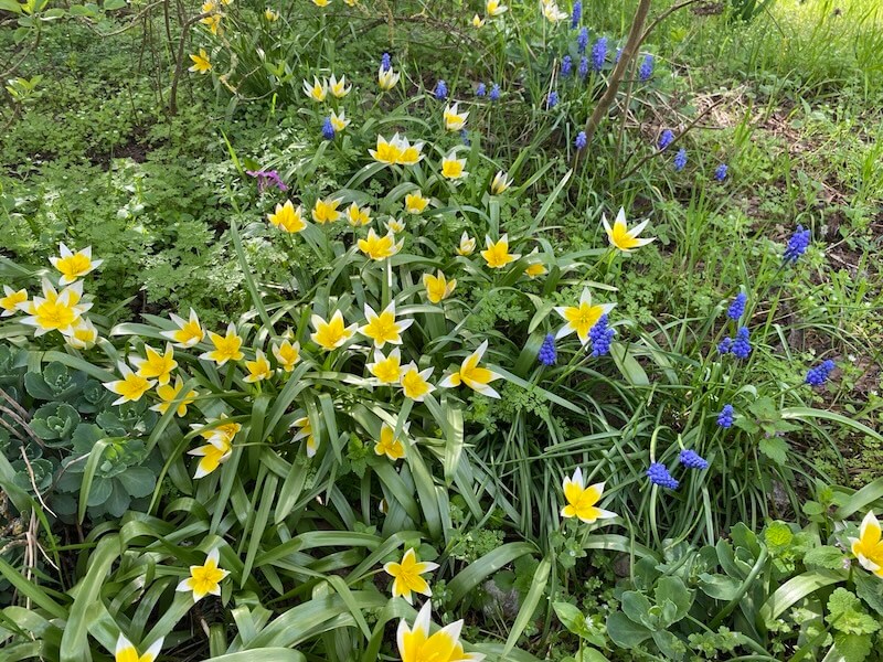 Wilde Tulpen im Eichhof Cottage