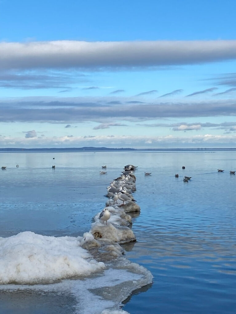 Die Möven aufgeweicht am winterlichen Stettiner Haff bei Ueckermünde