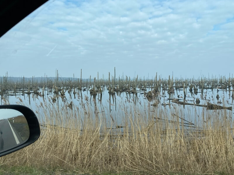 Usedom - überschwemmte Wälder