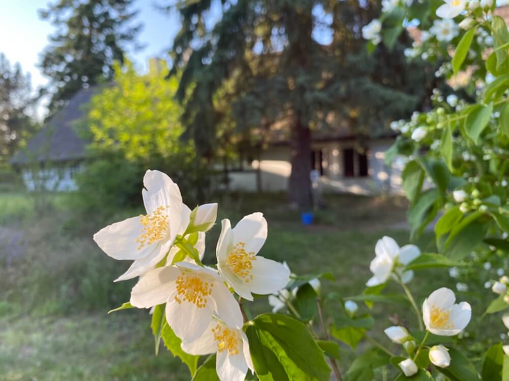 Jasmin vorm Eichhof Cottage
