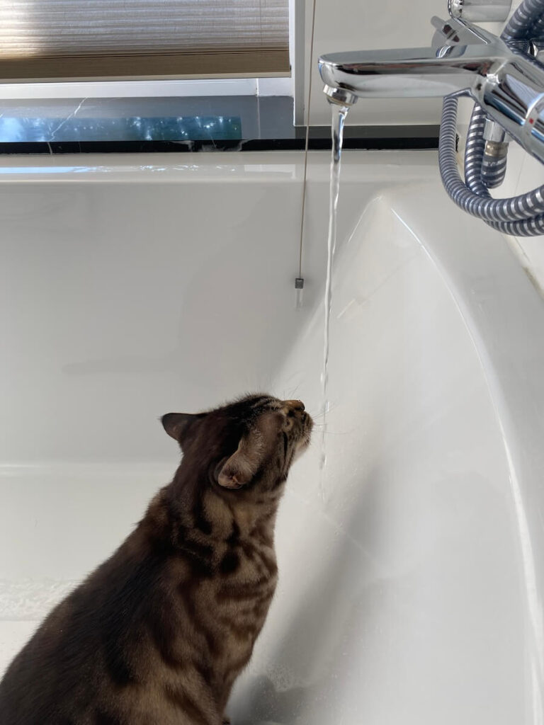 Katze trink fließendes Wasser