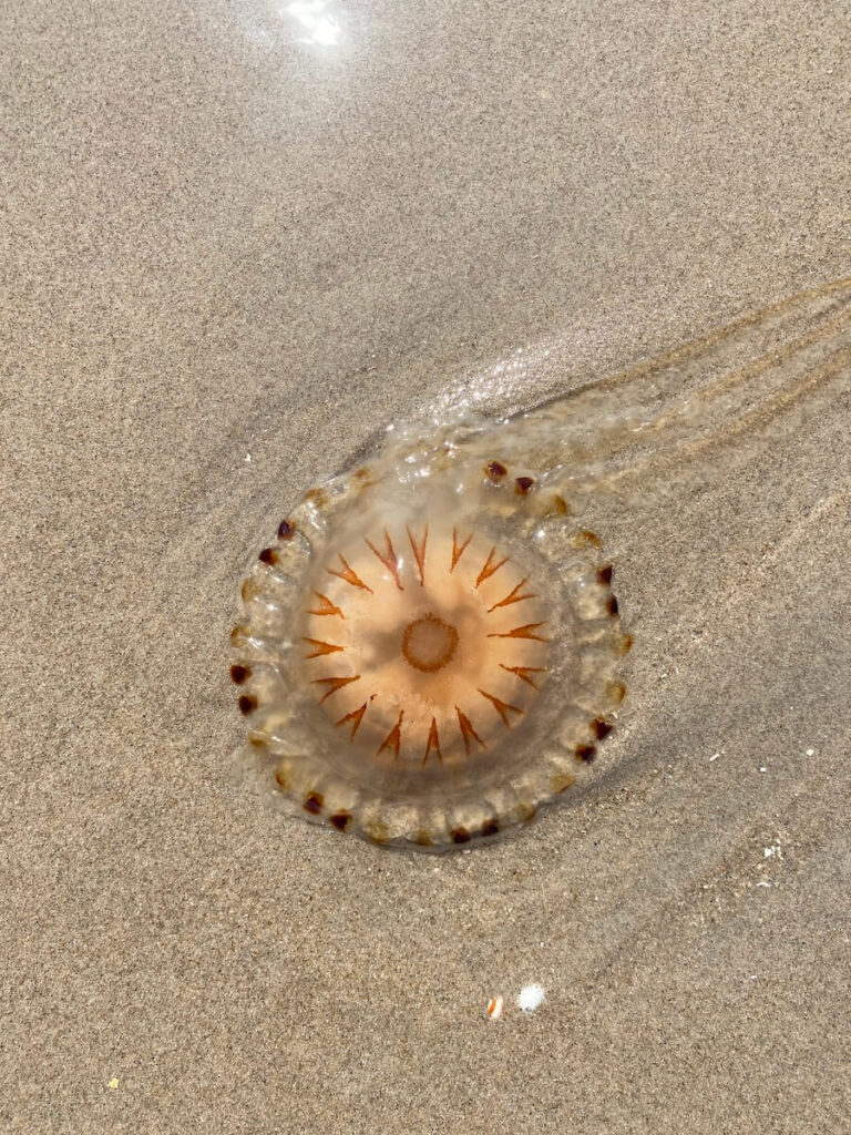 Qualle am Strand