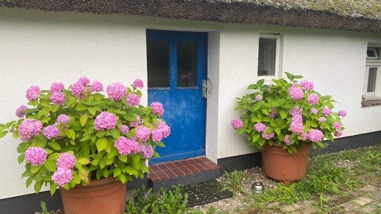 Hortensien im Eichhof Cottage