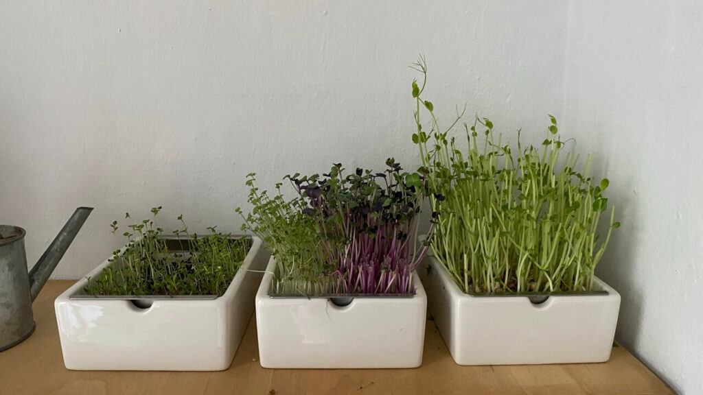 Heimgarten mit Microgreens und Kräutern