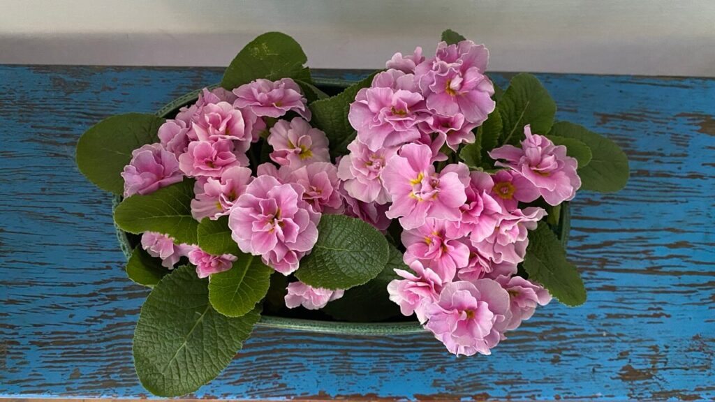 Rosa Primeln der Sorte Rokoko